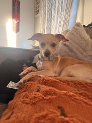 Lost Male Dog last seen 14th & mission, San Jose, CA 95112