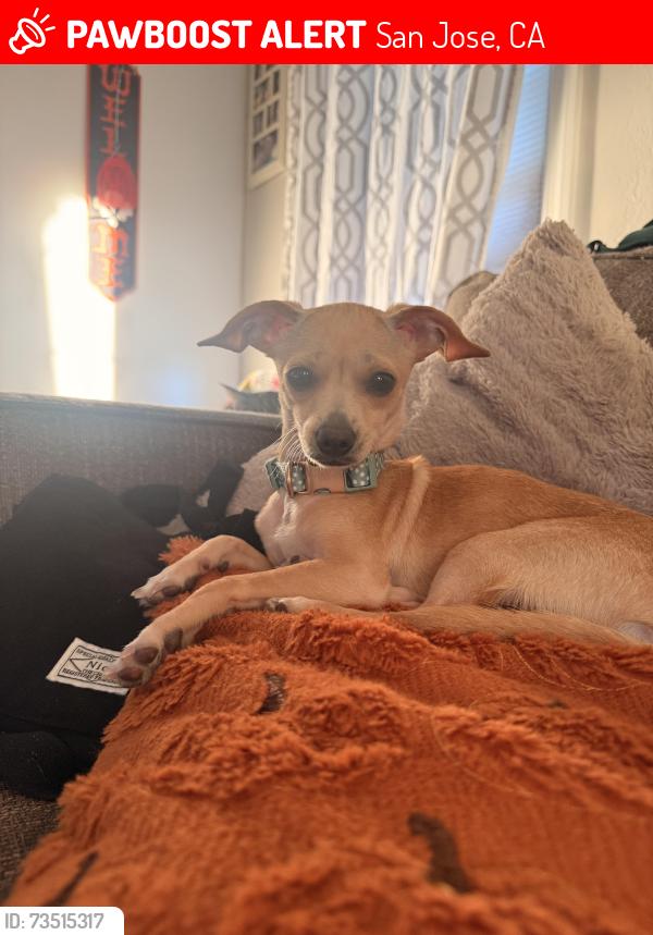 Lost Male Dog last seen 14th & mission, San Jose, CA 95112