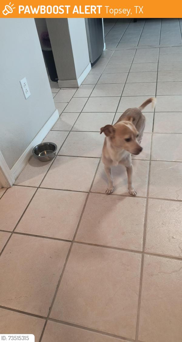 Found/Stray Male Dog last seen FM1113 and Duncan roed, Topsey, TX 76522