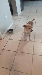 Found/Stray Male Dog last seen FM1113 and Duncan roed, Topsey, TX 76522