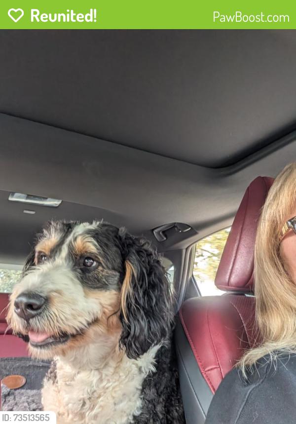 Reunited Male Dog last seen Townsend Park Murrysville Pa, Murrysville, PA 15668