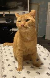 Lost Male Cat last seen Longfield and Kiltey, San Antonio, TX 78248