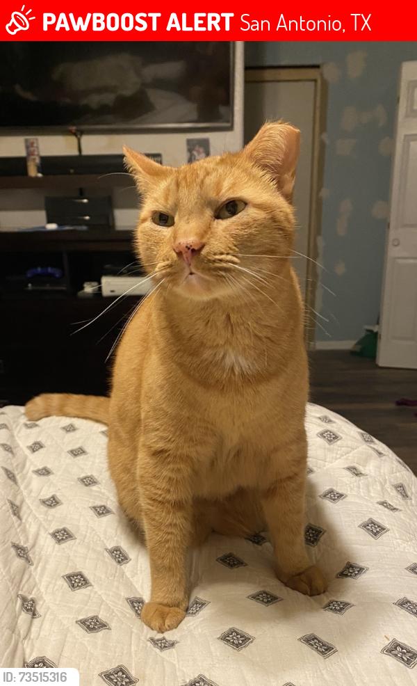 Lost Male Cat last seen Longfield and Kiltey, San Antonio, TX 78248