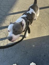 Reunited Male Dog last seen State, Hemet, CA 92543