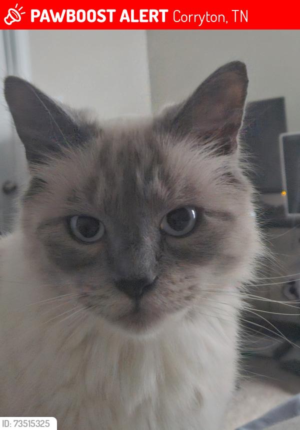 Lost Male Cat last seen Tazewell Pike and Honey Oaks, Corryton, TN 37721