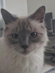 Lost Male Cat last seen Tazewell Pike and Honey Oaks, Corryton, TN 37721
