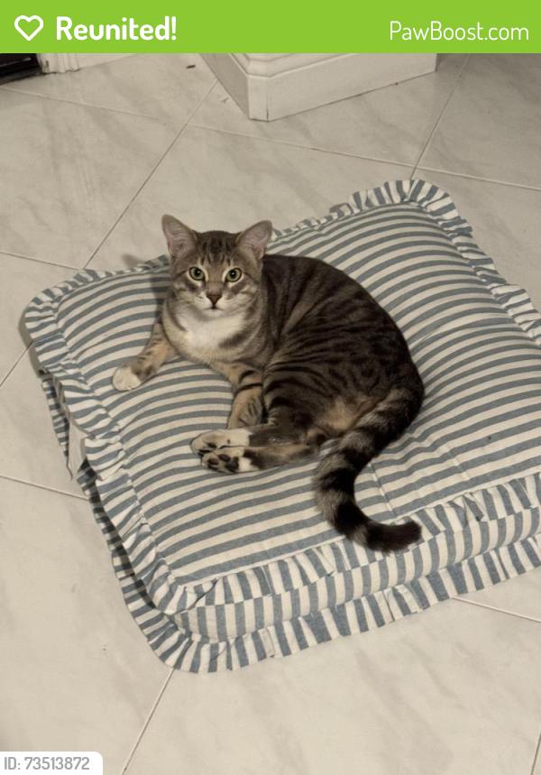 Reunited Male Cat last seen Beach blvd and rosecrans, Fullerton, CA 90604