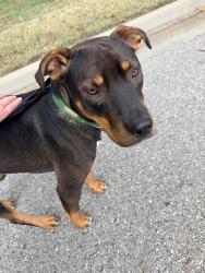 Found/Stray Male Dog last seen Braden Park White City Neighborhood, Tulsa, OK 74112