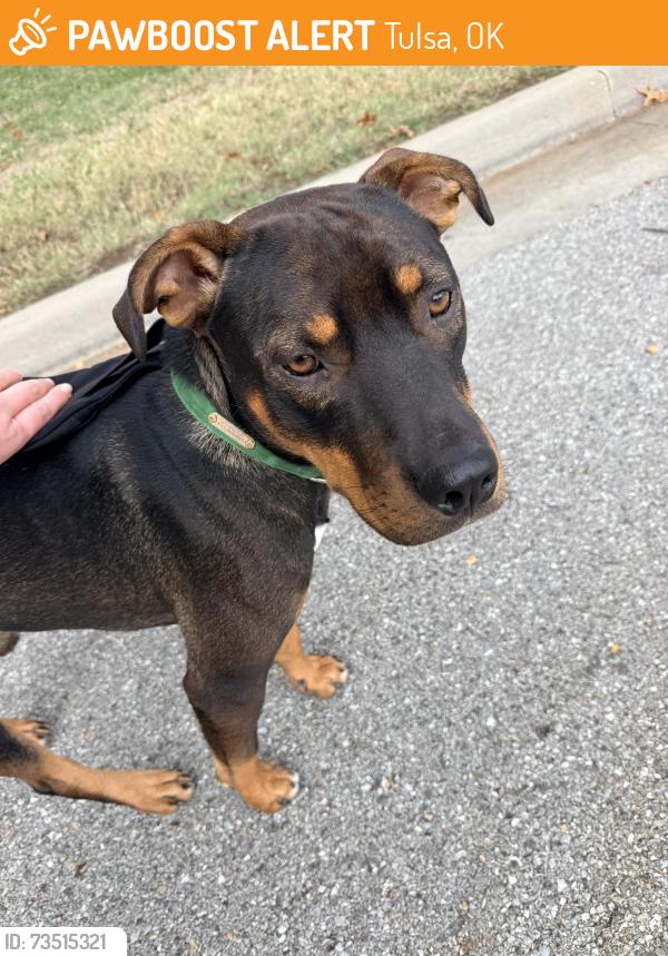 Found/Stray Male Dog last seen Braden Park White City Neighborhood, Tulsa, OK 74112