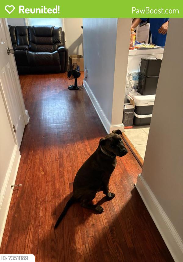 Reunited Male Dog last seen Taylor Ave., High Point, NC 27260