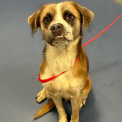 Shelter Stray Male Dog last seen , 980 Guilford College Rd, Greensboro, NC 27409, USA