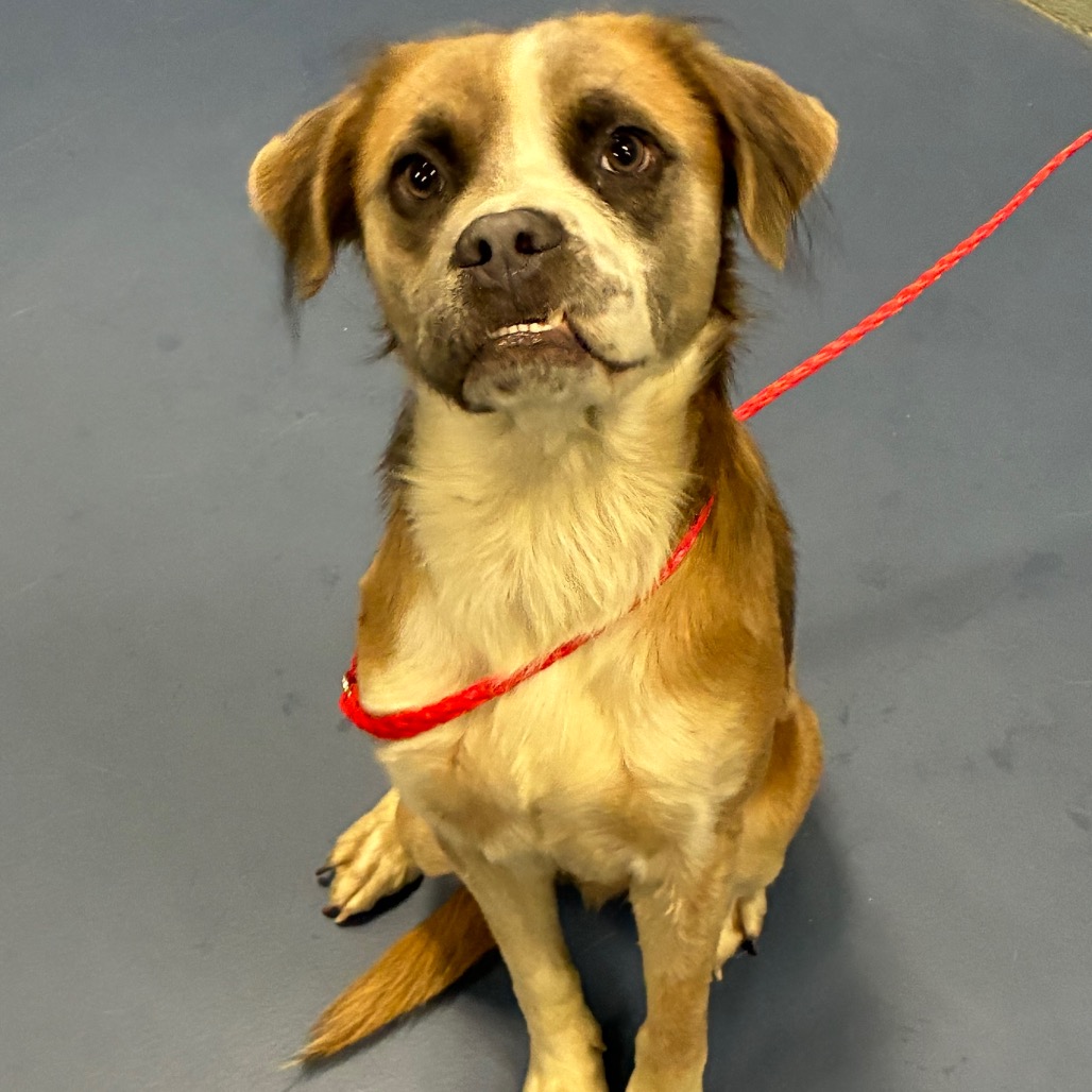 Shelter Stray Male Dog last seen , 980 Guilford College Rd, Greensboro, NC 27409, USA