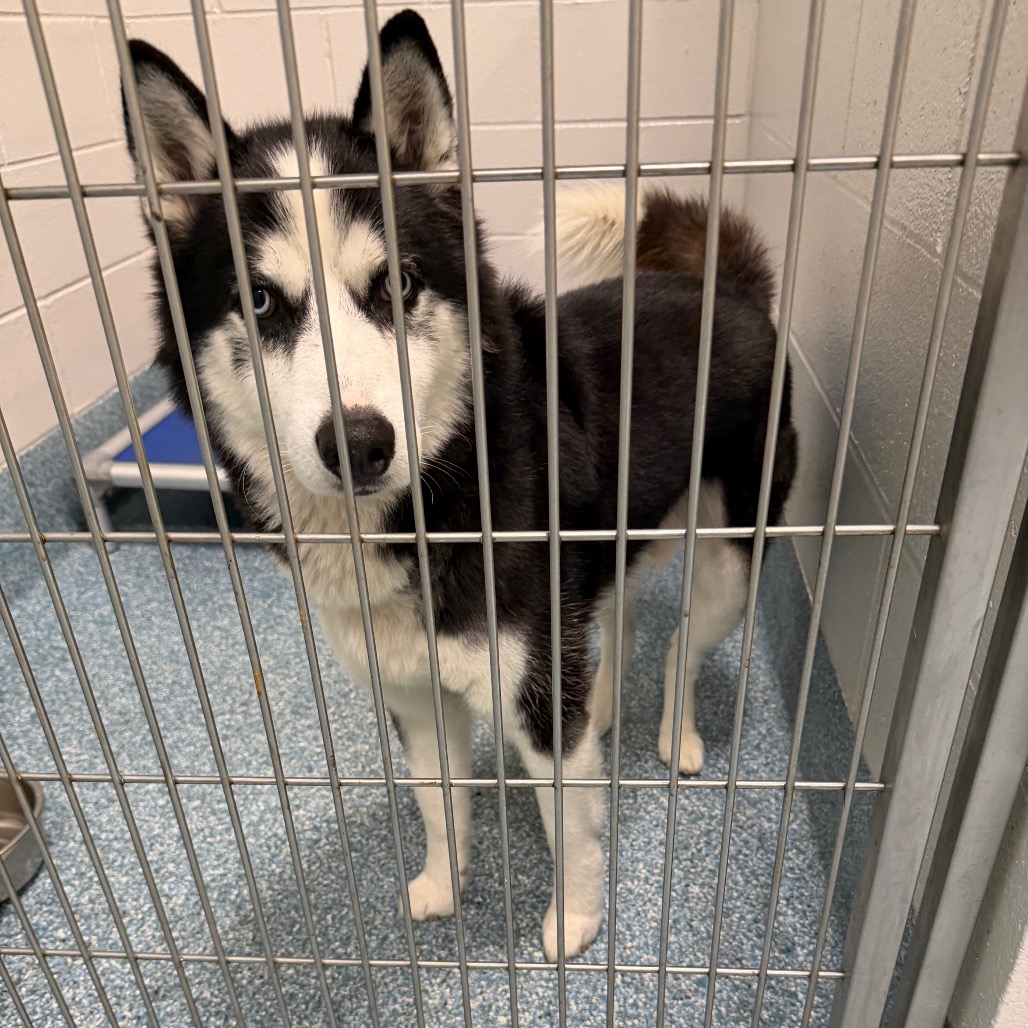Shelter Stray Male Dog last seen , 980 Guilford College Rd, Greensboro, NC 27409, USA