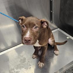 Shelter Stray Unknown Dog last seen , 244 Georgetown Rd, Jacksonville, NC 28540, USA