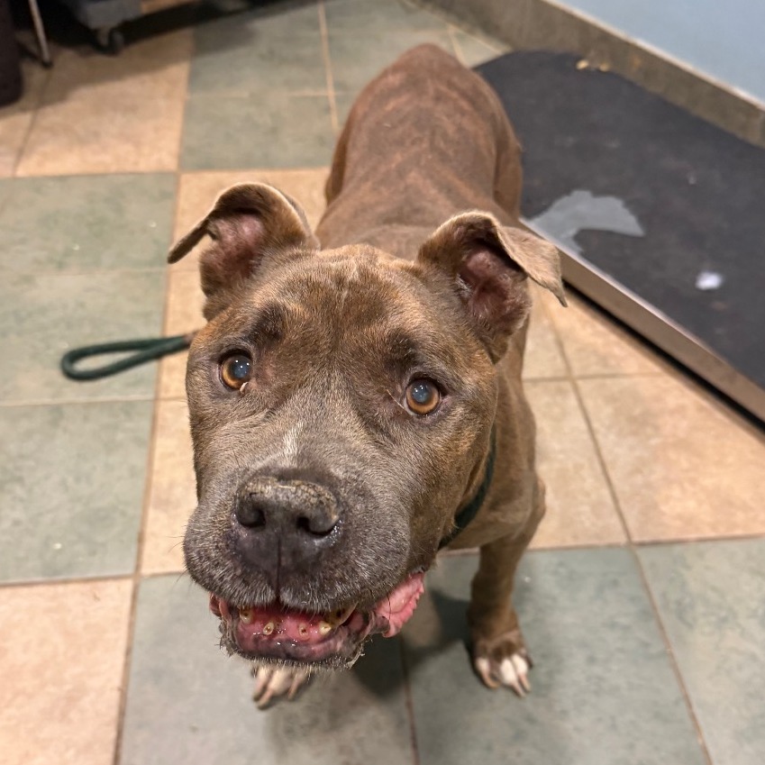 Shelter Stray Male Dog last seen , 4500 N Access Rd, Chattanooga, TN 37415, USA