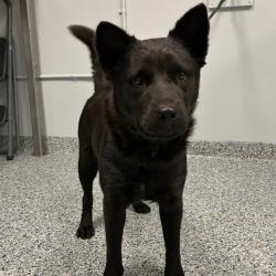 Shelter Stray Female Dog last seen , 328 Furman Hall Rd, Greenville, SC 29609, USA