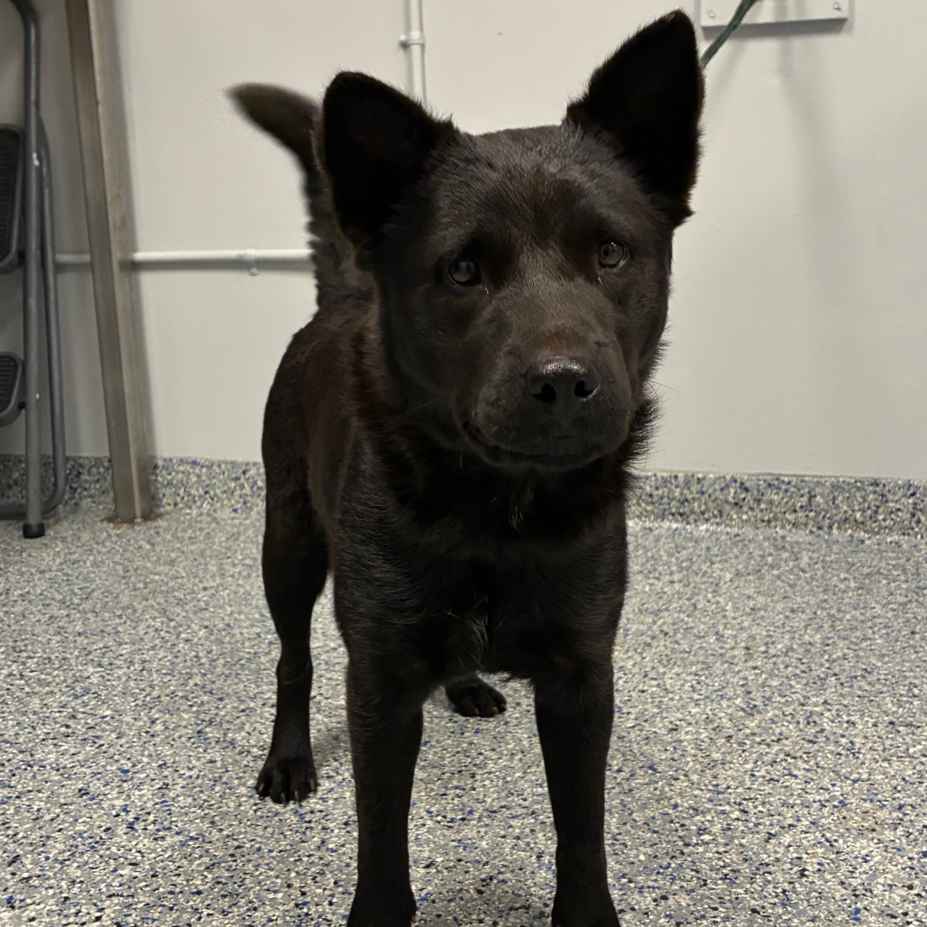 Shelter Stray Female Dog last seen , 328 Furman Hall Rd, Greenville, SC 29609, USA