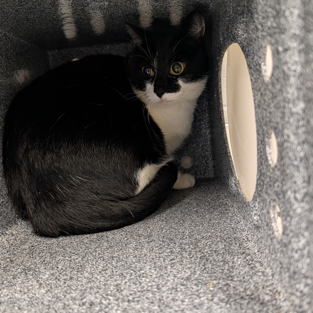 Shelter Stray Female Cat last seen , 328 Furman Hall Rd, Greenville, SC 29609, USA