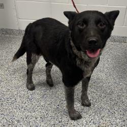 Shelter Stray Male Dog last seen , 328 Furman Hall Rd, Greenville, SC 29609, USA