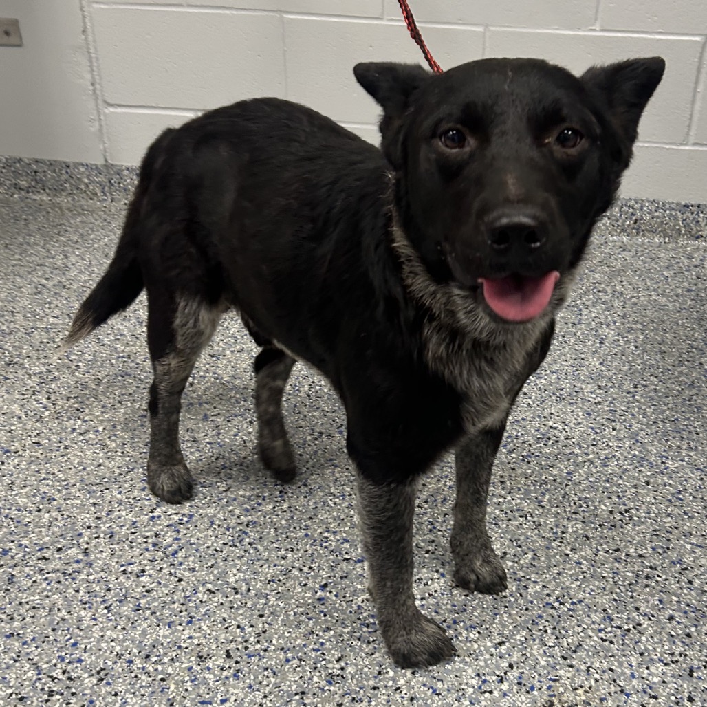 Shelter Stray Male Dog last seen , 328 Furman Hall Rd, Greenville, SC 29609, USA