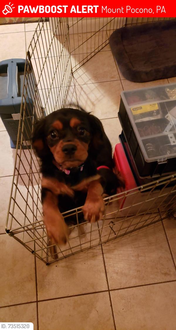 Lost Female Dog last seen Rock Ridge Road and Route 611, Mount Pocono, PA 18344