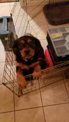 Lost Female Dog last seen Rock Ridge Road and Route 611, Mount Pocono, PA 18344