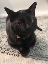Reunited Male Cat last seen Dannemiller Ave SW, Canton, OH 44710