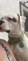 Lost Male Dog last seen 4th and 44th kinda by University AVE, Minneapolis, MN 55421