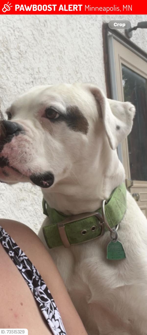 Lost Male Dog last seen 4th and 44th kinda by University AVE, Minneapolis, MN 55421