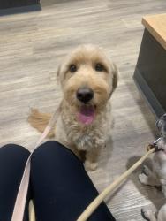 Reunited Male Dog last seen Corner of Sam Peck and Pleasant Forest, Little Rock, AR 72223