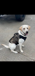 Lost Male Dog last seen My tabor road, Dallas, GA 30157