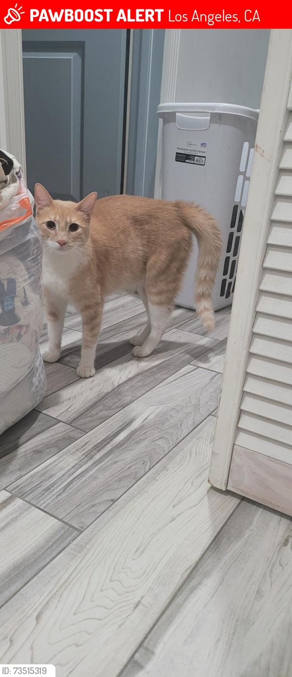 Lost Male Cat last seen Near E 63rd st, Los Angeles, CA 90001