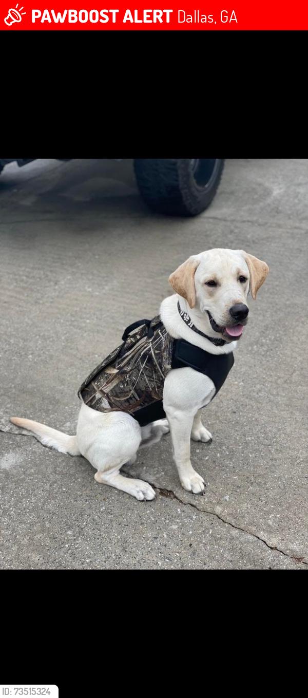 Lost Male Dog last seen My tabor road, Dallas, GA 30157