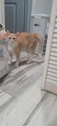 Lost Male Cat last seen Near E 63rd st, Los Angeles, CA 90001