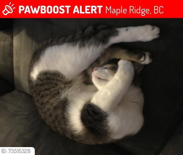 Lost Male Cat last seen Up the hill from Ruskin hall, Maple Ridge, BC 
