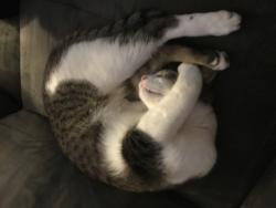 Lost Male Cat last seen Up the hill from Ruskin hall, Maple Ridge, BC 