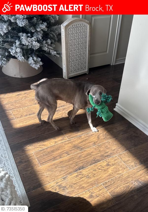 Lost Female Dog last seen Eagle meadow dr, Brock, TX 76087
