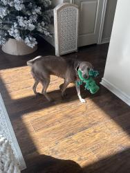 Lost Female Dog last seen Eagle meadow dr, Brock, TX 76087