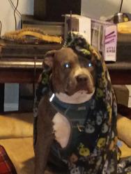 Lost Male Dog last seen Smith ridge, Memphis, TN 38127