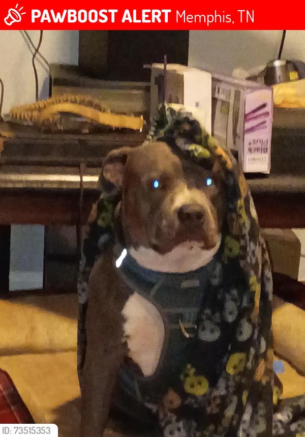 Lost Male Dog last seen Smith ridge, Memphis, TN 38127