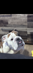 Lost Female Dog last seen Nash, Milwaukee, WI 53206