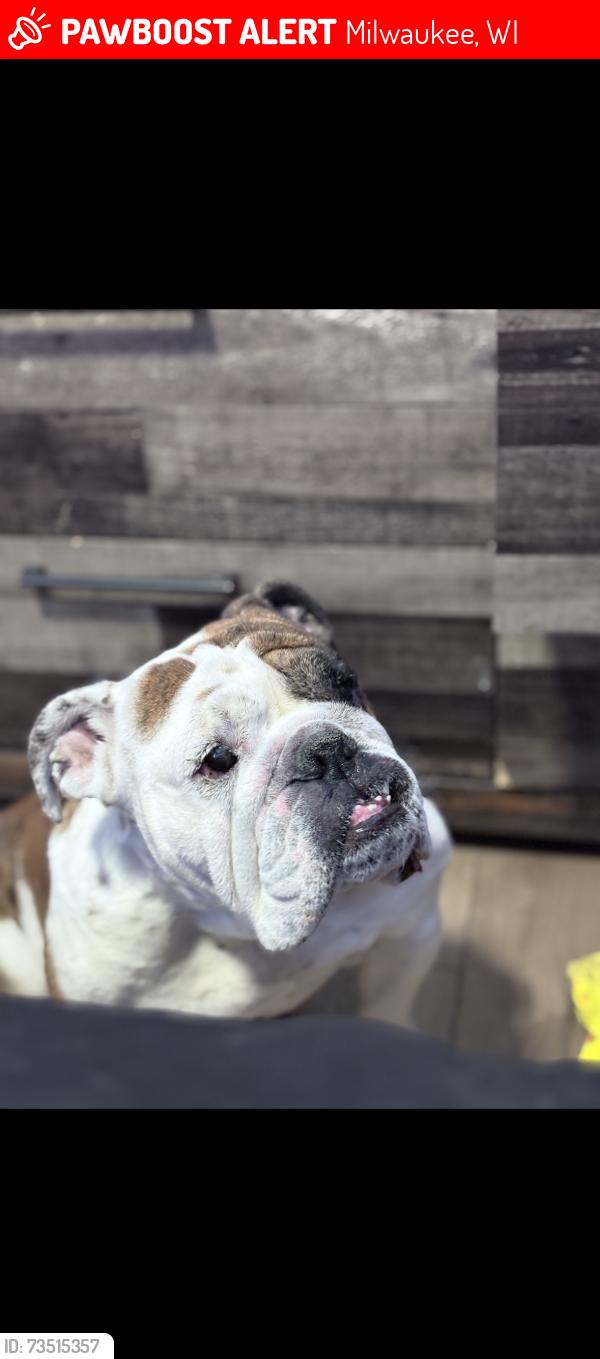 Lost Female Dog last seen Nash, Milwaukee, WI 53206