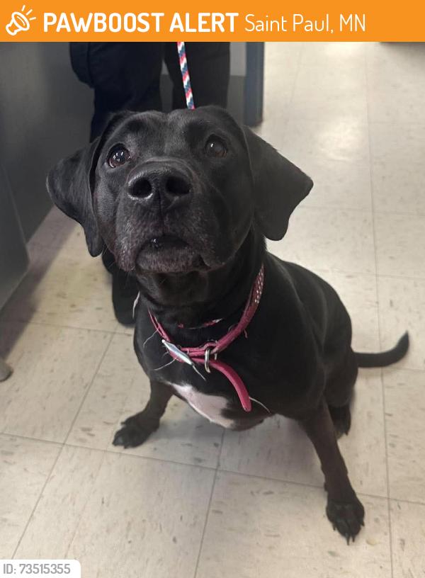 Found/Stray Female Dog last seen Annapolis between Robert and Oakdale, Saint Paul, MN 55118