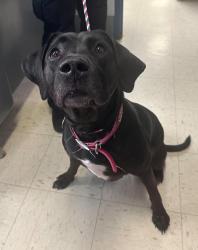 Found/Stray Female Dog last seen Annapolis between Robert and Oakdale, Saint Paul, MN 55118