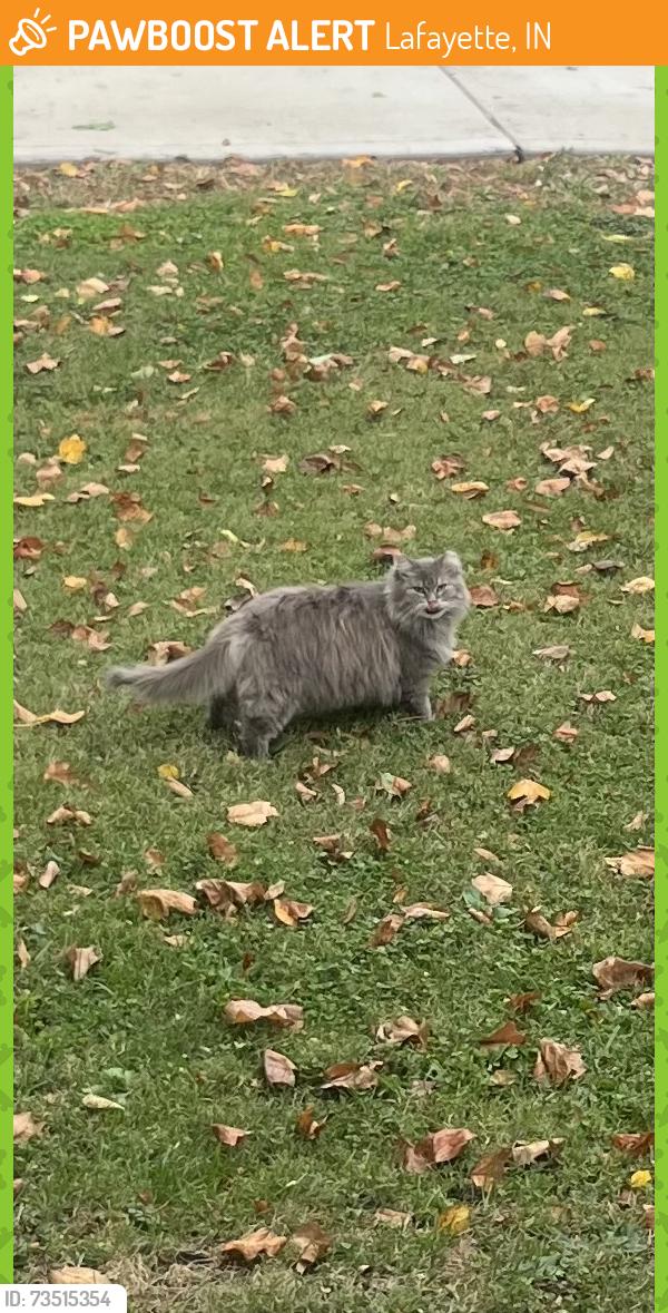 Found/Stray Unknown Cat last seen N 15th street, Lafayette, IN 47904