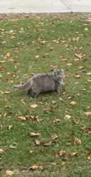 Found/Stray Unknown Cat last seen N 15th street, Lafayette, IN 47904