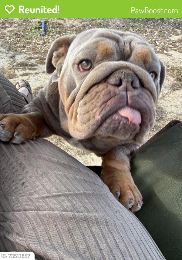 Reunited Female Dog last seen W South, Alvin, TX 77511