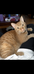 Lost Male Cat last seen S Folsom and prospector road, Lincoln, NE 68522
