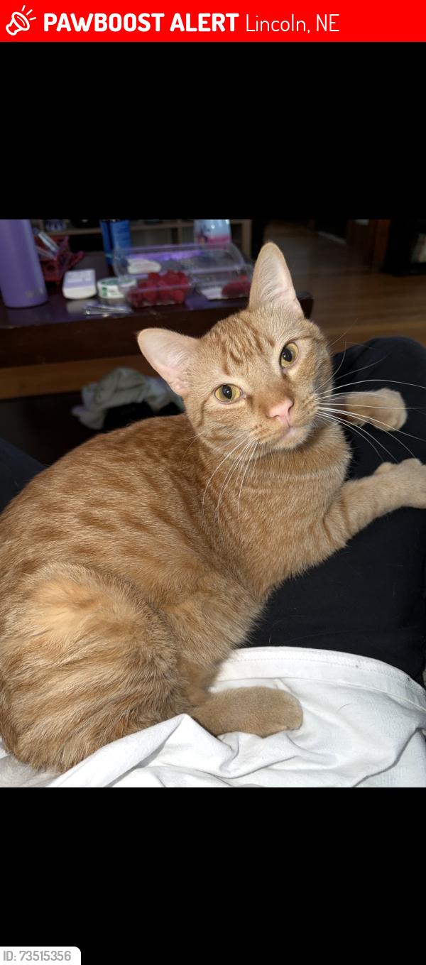 Lost Male Cat last seen S Folsom and prospector road, Lincoln, NE 68522