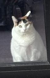 Lost Female Cat last seen Holiday Creek, and paint Creek, Georgetown, TX 78633